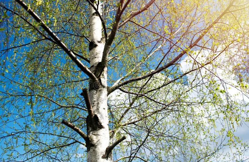 Берёза birches black white birch bark young green leaves early spring against blue sky concept nature peace 275761255 - Берёза