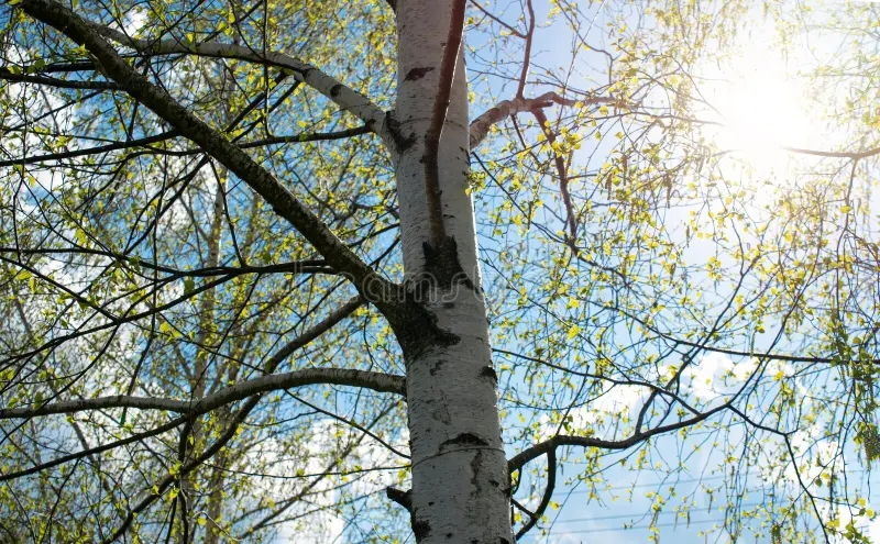 Берёза birches black white birch bark young green leaves early spring against blue sky concept nature peace 276152803 - Берёза