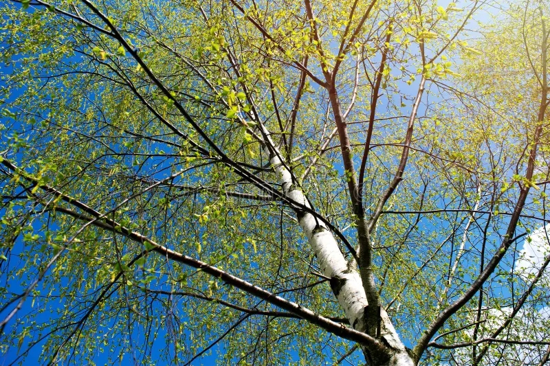 Берёза birches black white birch bark young green leaves early spring against blue sky concept nature peace 276152823 - Берёза