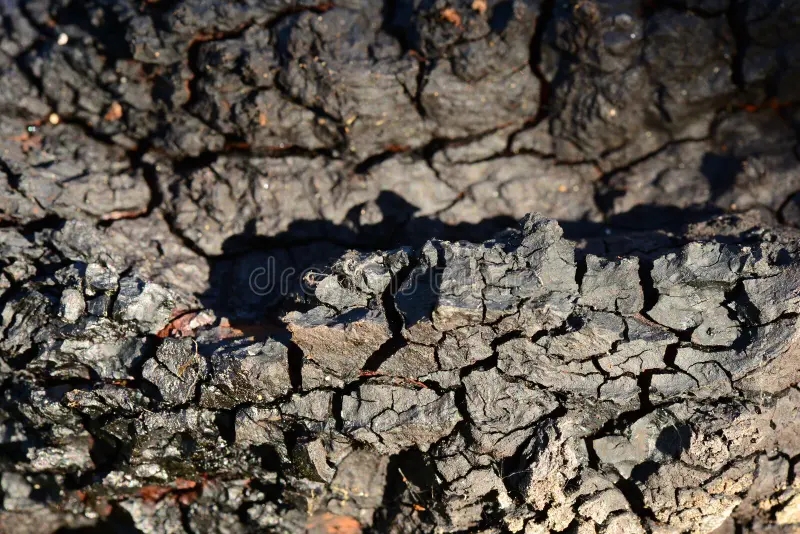 Берёза black texture birch mushroom outgrowth tree trunk shine sunlight dark 158352148 1 - Берёза