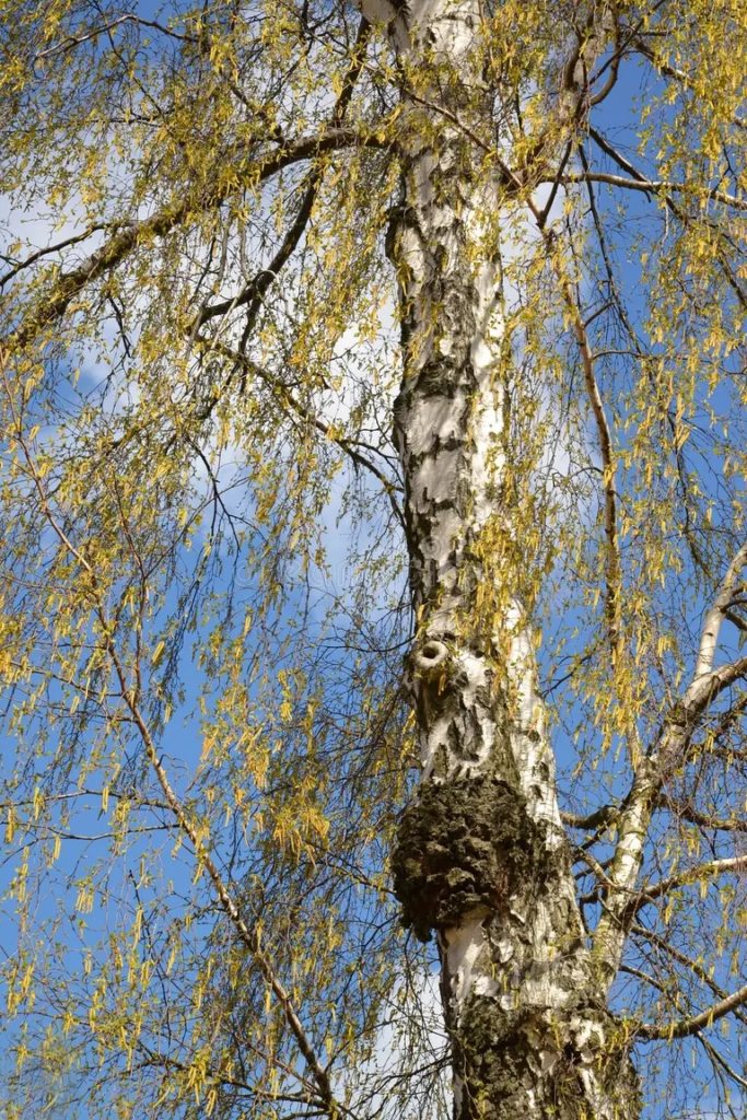Чага или берёзовый гриб, трутовик скошенный / Inonotus obliquus