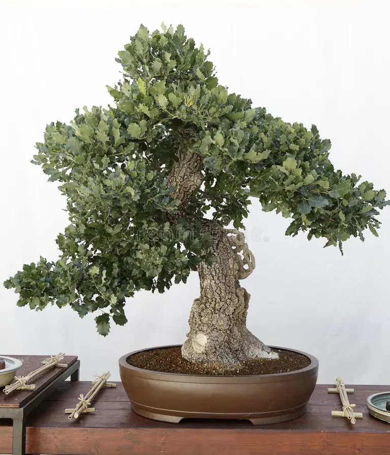 Дуб bonzai uba quercus 57261127 - Дуб