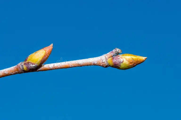 Берёза / целебные почки / ©dreamstime Берёза / целебные почки / ©dreamstime