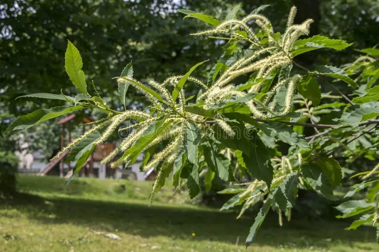castanea sativa v czveteni 110018633 - Каштан