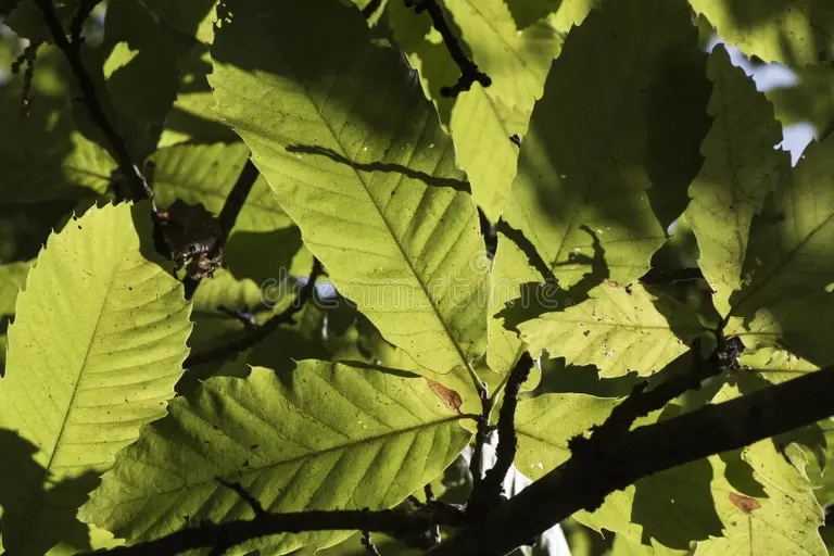 castanea sativa zelenye listya kashtana v koncze leta smotret snizu s nebom na 228510786 - Каштан
