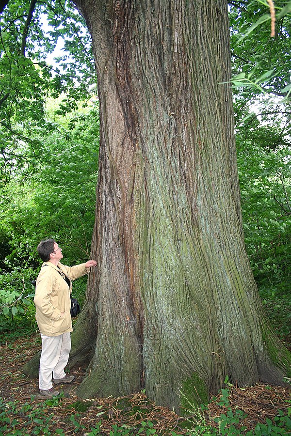  Каштан посевной (Castanea sativa) съедобный / ствол старого дерева