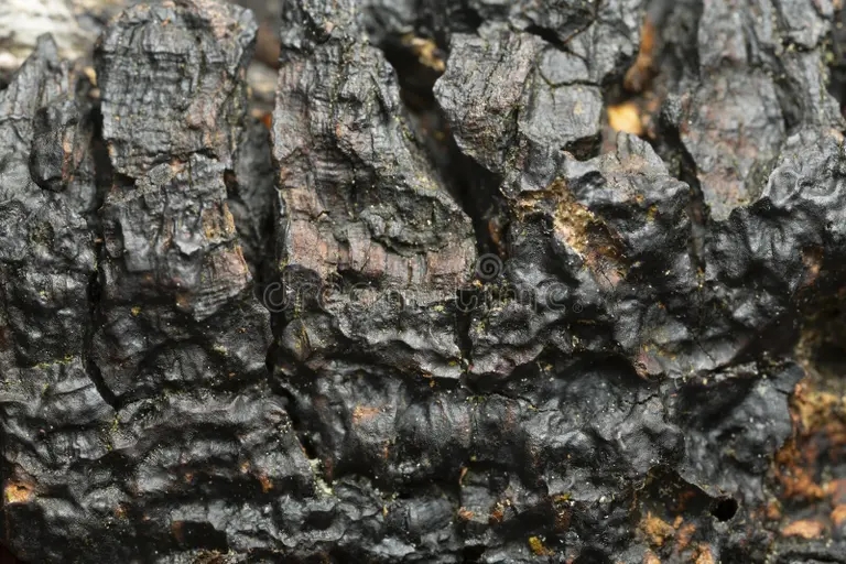 Берёза chaga inonotskaya inonot zamykayushhaya fotografiya 246181977 1 - Берёза