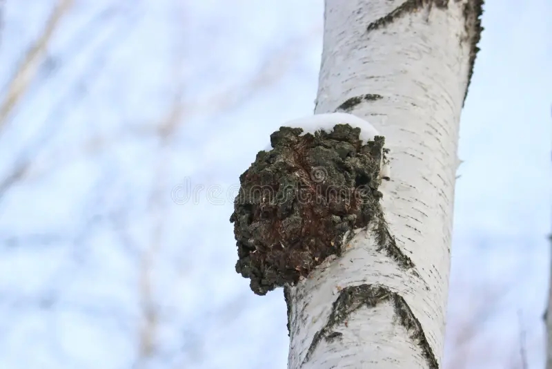 Берёза chaga inonotus obliquus fungus hymenochaetaceae family potential medicine coronavirus parasitizes birch 202048488 1 - Берёза