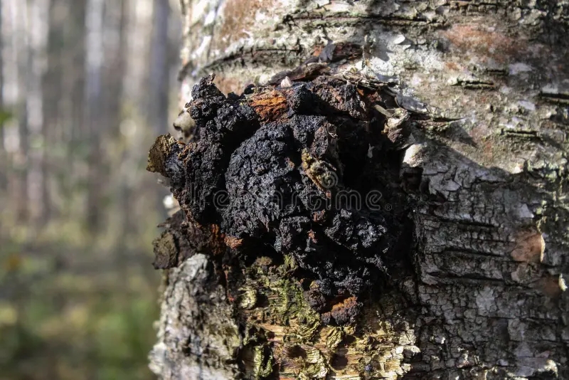 Берёза chaga trunk birch tree middle band russia daytime lighting 231557066 1 - Берёза