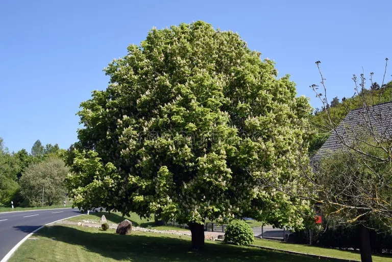 Каштан конский обыкновенный, Aesculus hippocastanum   / &copy;dreamstime