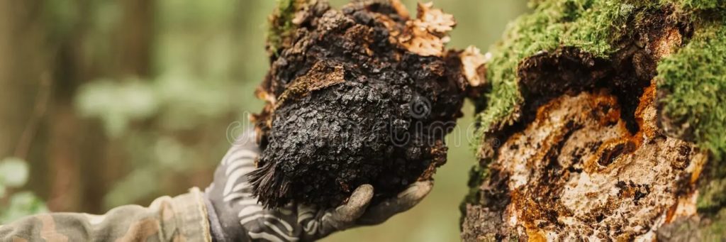 Чага или берёзовый гриб, трутовик скошенный / Inonotus obliquus