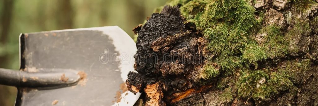 Чага или берёзовый гриб, трутовик скошенный / Inonotus obliquus