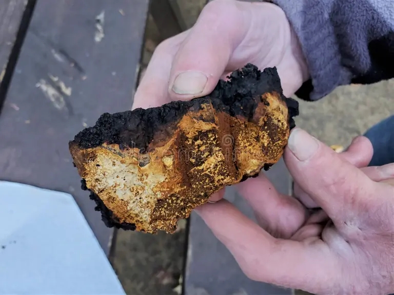 Берёза conk chaga i starshij ukomplektovyvayut cheloveku ruki ruka starejshin derzhit 203513094 1 - Берёза