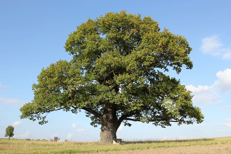 Дуб court oak oak tree old oak - Дуб