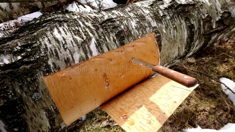 Берёза cutting birch bark birch tree cutting birch bark birch tree closeup 114363746 1 - Берёза