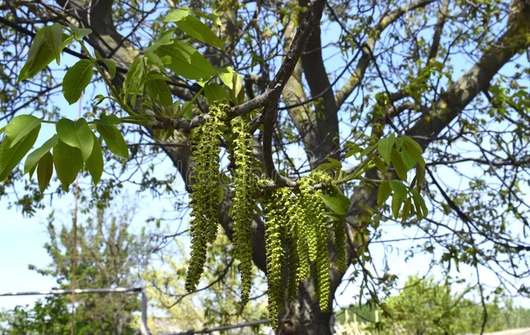 Орех грецкий (лат. Juglans regia)&nbsp;