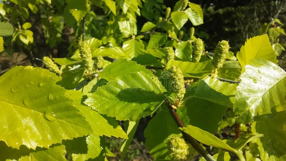 Берёза derevo betula berezy blossoming pos e ozh ya vesnoj v parke shtata svobo y v jersey 91747057 - Берёза