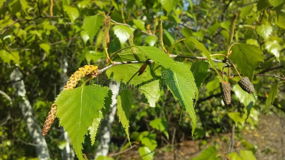 Берёза derevo betula berezy blossoming pos e ozh ya vesnoj v parke shtata svobo y v jersey 91747110 - Берёза