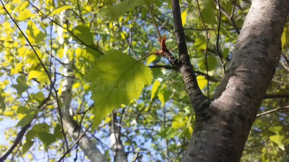 Берёза derevo betula berezy blossoming pos e ozh ya vesnoj v parke shtata svobo y v jersey 91747151 - Берёза