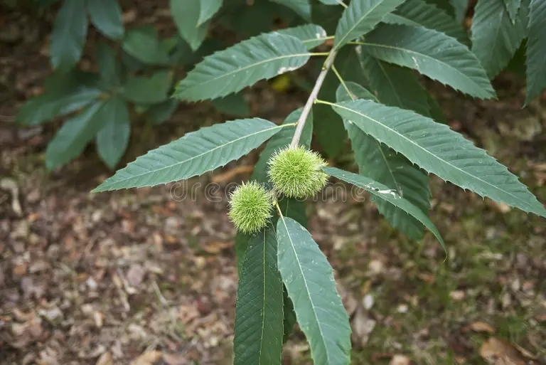 derevo castanea sativa 111266244 - Каштан