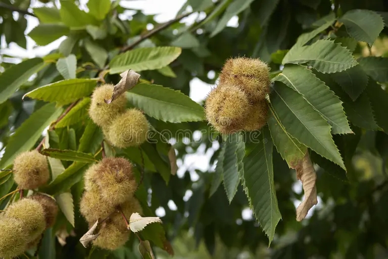 derevo castanea sativa 111266307 - Каштан