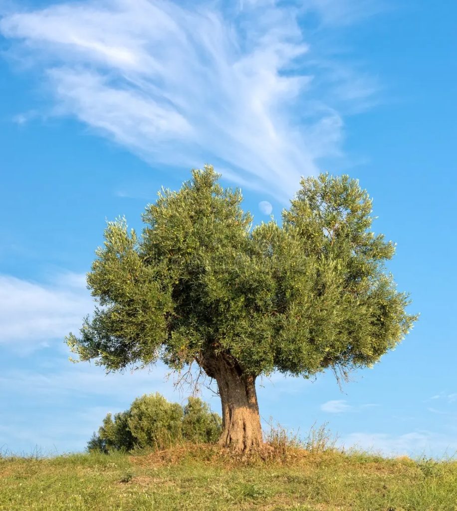 Олива европейская, (лат. Olea europaea)&nbsp;/ &copy;dreamstime