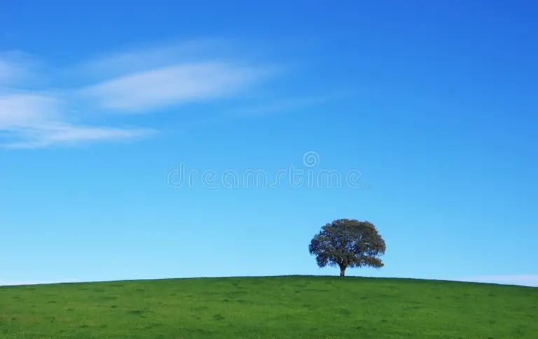 Дуб derevo v pole portugaliya quercus 120344388 - Дуб