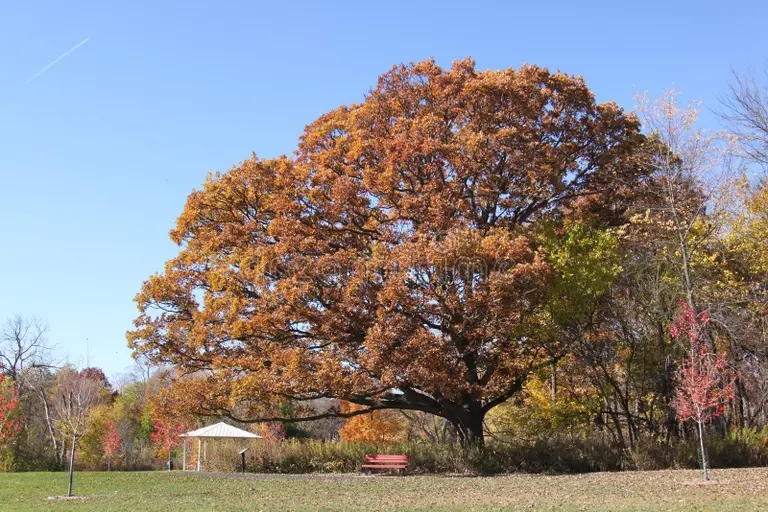 Дуб dub quercus alba aka be yj i nebo yasnosti go uboe 46053095 - Дуб