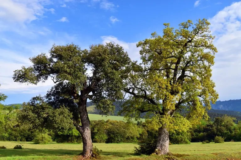 Дуб dub quercus ilex sleva i faginea sprava 279781499 - Дуб