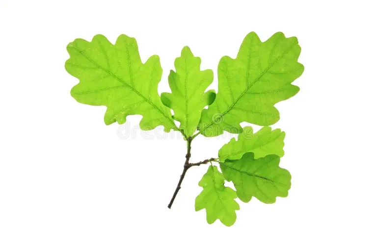 Дуб dub quercus robur 31168330 - Дуб