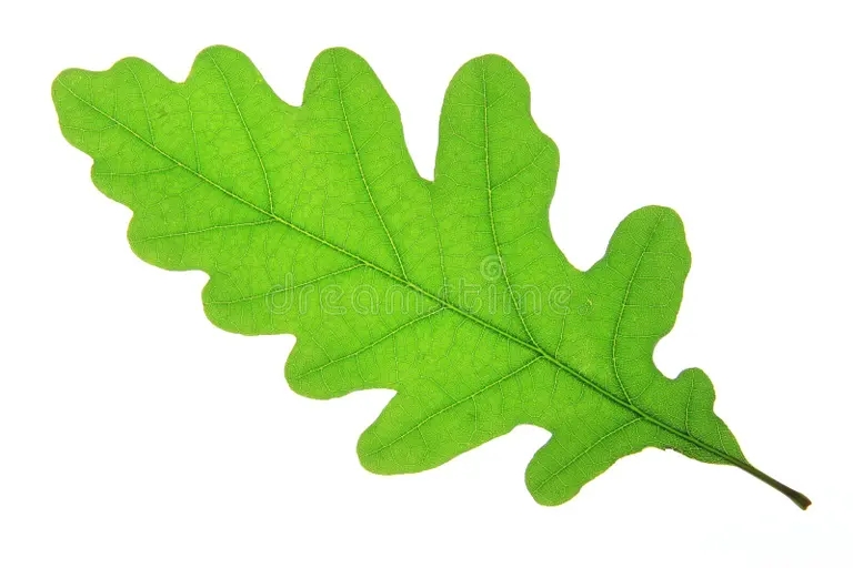 Дуб dub quercus robur 31168378 - Дуб