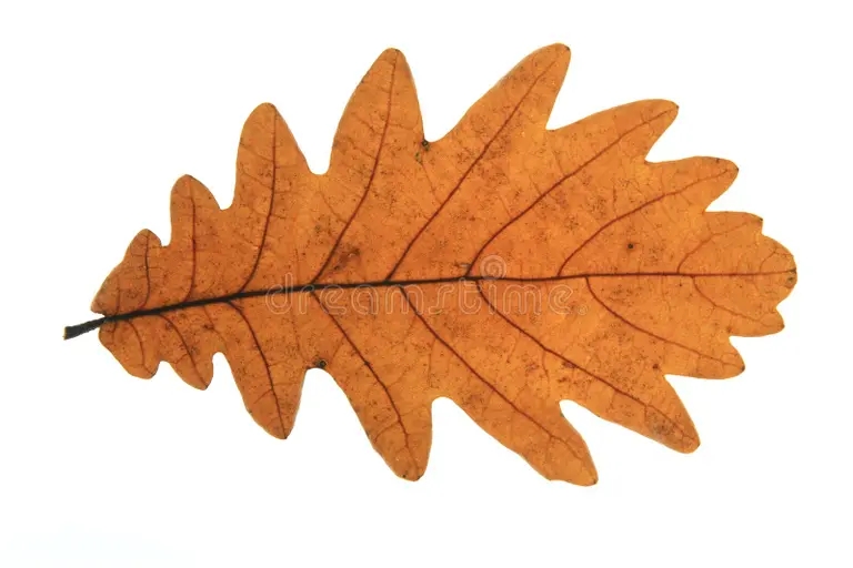 Дуб dub vengra frainetto quercus 45920983 - Дуб