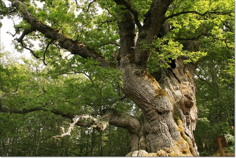 Дуб espa a miguel spain quercus paisaje castilla palencia castillayle n 339223 - Дуб