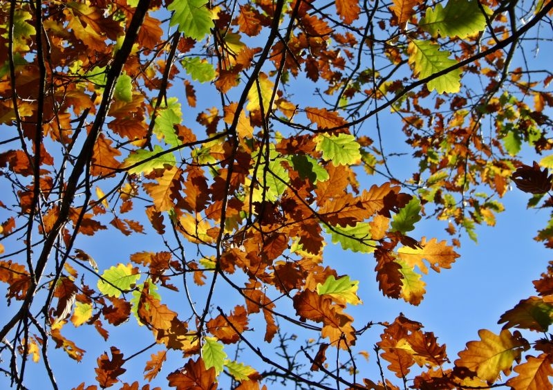 Дуб fall foliage oak leaves oak leaves tree colorful oak leaf autumn colours 424182 - Дуб