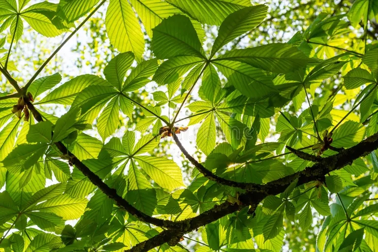  Каштан конский обыкновенный, Aesculus hippocastanum