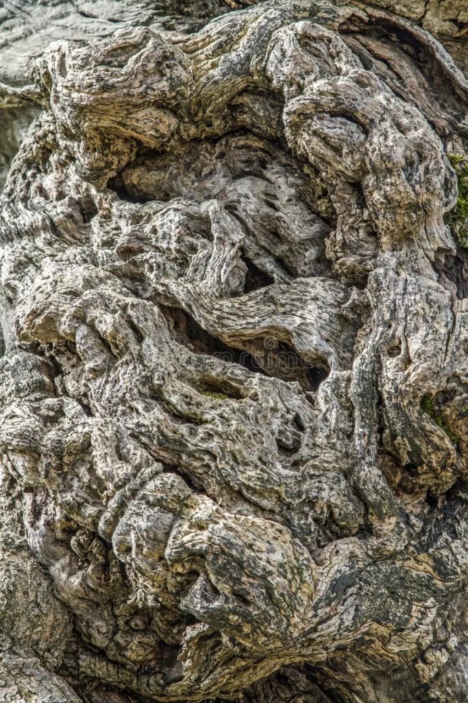 fonovoe izobrazhenie stvol dereva olivkovogo 136058901 683x1024 - <strong>Олива</strong>