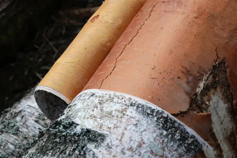 Берёза fresh sawn logs birch bark bark removal preparation construction fresh sawn logs birch bark bark removal preparation construction 167967563 - Берёза