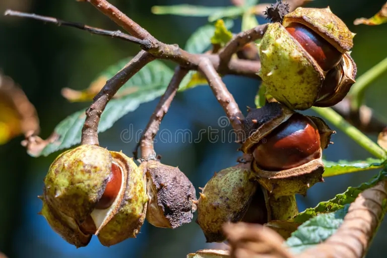  Каштан конский обыкновенный, Aesculus hippocastanum