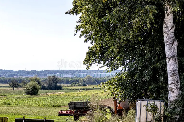 Берёза gessenskij selskij pejzazh s velikolepnoj evropejskoj beloj berezoj 172916540 - Берёза