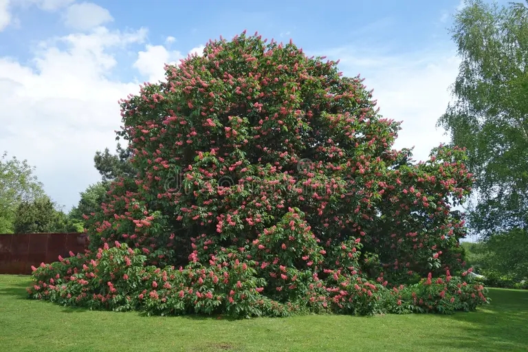 Каштан конский обыкновенный, Aesculus hippocastanum   / &copy;dreamstime