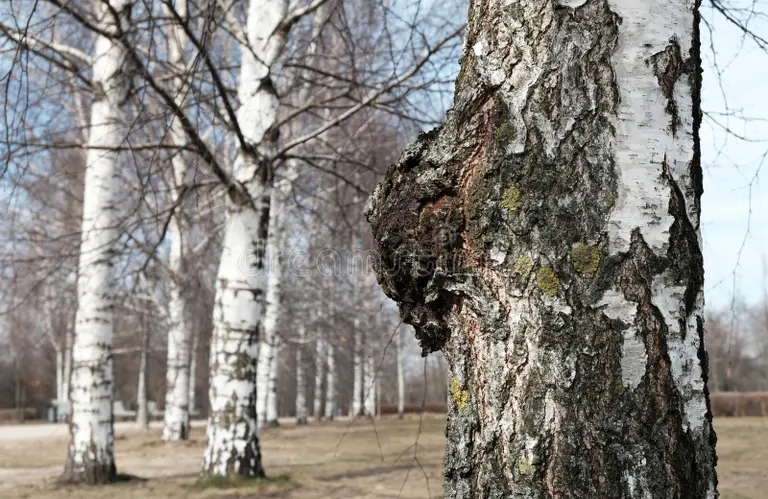 Чага или берёзовый гриб, трутовик скошенный / Inonotus obliquus