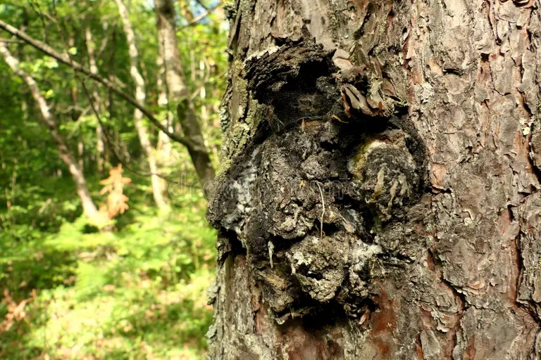 Берёза grib chaga zakryvat gribki izvergayushhiesya iz bagazhnika sosny 249556225 1 - Берёза