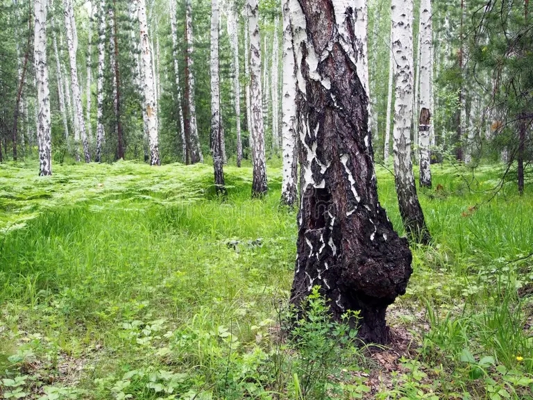 Не всякий нарост на дереве - гриб чага