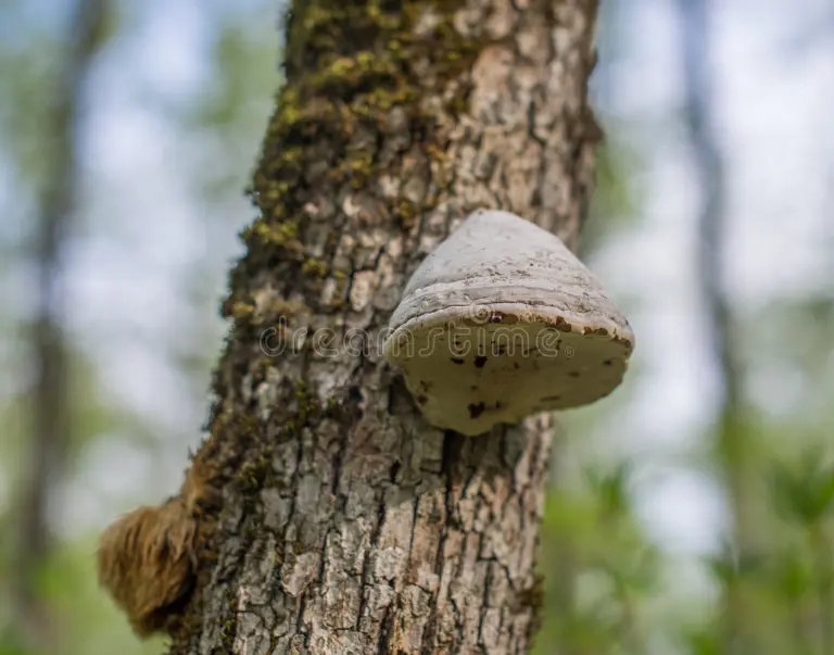 Берёза gribok kopyta fomentarius fomes na mshistom ube 95777716 1 - Берёза