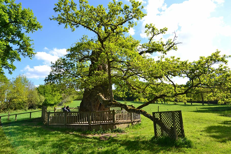 Дуб guillotin oak old tree old oak oak - Дуб