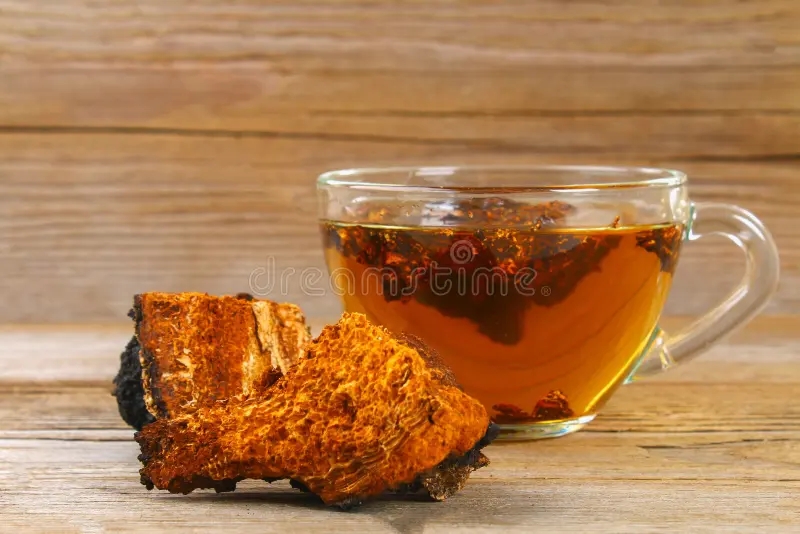 Берёза healing tea birch mushroom chaga used folk medicine healing tea birch mushroom chaga used folk medicine 119911670 1 - Берёза