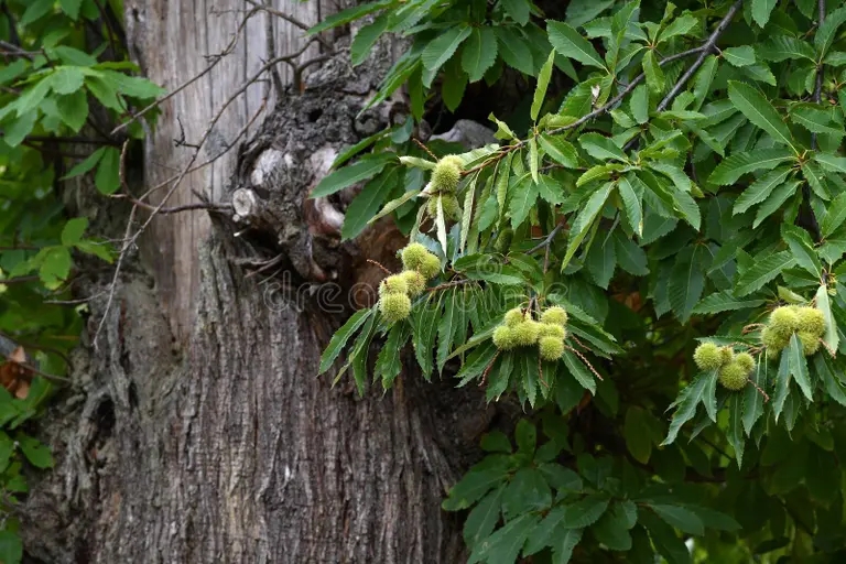 Каштан посевной съедобный Castanea sativa