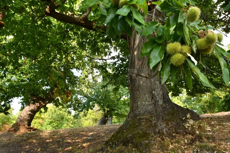 Каштан посевной съедобный Castanea sativa