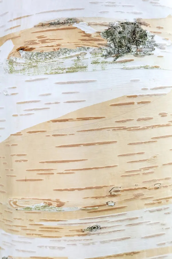 Берёза himalayan birch tree bark background close up macro white brown wooden texture stock photo image 252806627 1 - Берёза