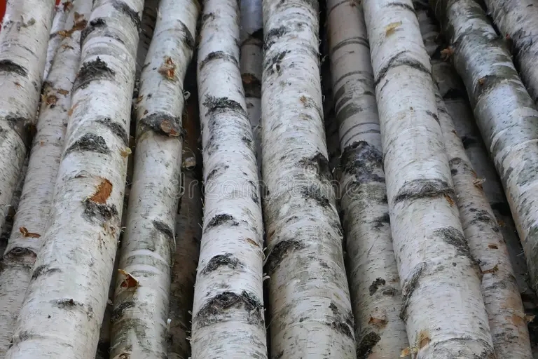 Берёза hoboty berezy dlya shvyrka stroya timbersa ili ukrasheniya betula papyrifera 108826522 - Берёза
